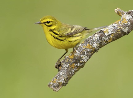 Prairie Warbler (Setophaga discolor), Texas, USA