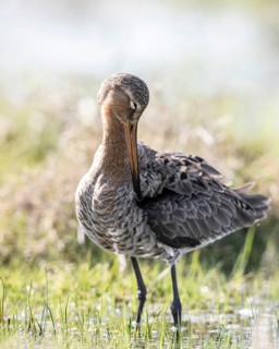 Black-tailed godwit (Limosa limosa), Lower Saxony, Germany
