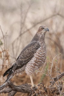 Pale Chanting Goshawk (Melierax canorus), Northern Cape, South Africa