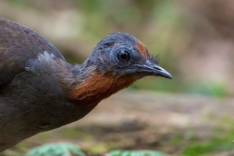 Superb Lyrebird (Menura novaehollandiae) juvenile, New South Wales, Australia