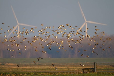 Golden Plover & Northern Lapwing (Pluvalis apricaria & Vanellus vanellus) flock flying, Netherlands
