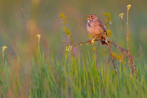 Corn Bunting, Miliaria calandra, Emberiza calandra, Bruant proyer, Triguero, Bad D¸rkheim district,