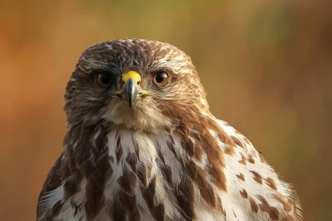 Common Buzzard (Buteo buteo), Lower Saxony, Germany