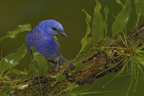 Golden-chevroned Tanager (Thraupis ornata), Atlantic rainforest, Brazil