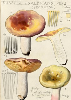 Mushroom, Mushrooms, Fading russula or Fading birch russula, Russula exalbicans, syn. Russula