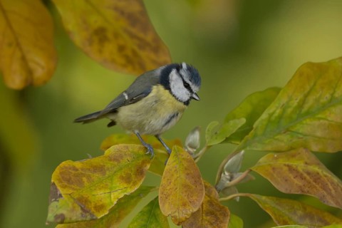 Blue tit (Cyanistes caeruleus) adult bird on a garden Magnolia tree with autumn colour leaves,