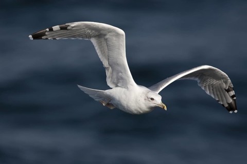 Caspian Gull (Larus cachinnans) flying, North Sea, Germany