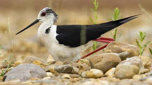 Black-winged Stilt (Himantopus himantopus), Castile, Spain