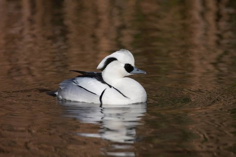 Smew (Mergellus albellus) adult male duck bird on a lake, England, United Kingdom