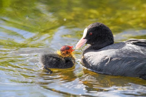 A coot Eurasian Coot (Fulica atra) feeding its young bird, Dümmer nature park Park, Lower Saxony,