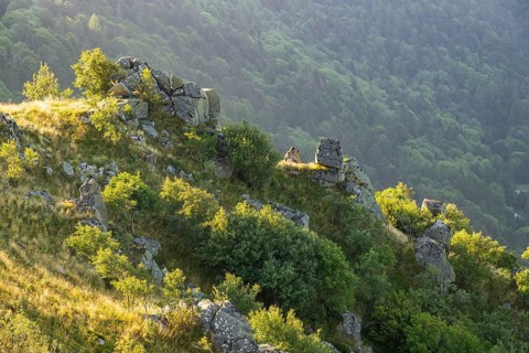 Chamois (Rupicapra rupicapra) in the landscape in the Vosges Mountains on a early morning,