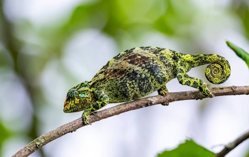 Three-horned chameleon (Trioceros jacksonii), female, on a branch, Bwindi Impenetrable Forest