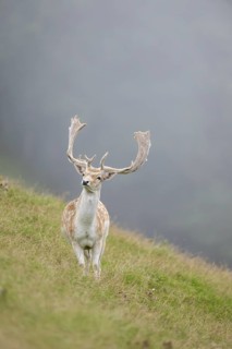 European fallow deer (Dama dama) stag on a meadow, tirol, Kitzbühel, Wildpark Aurach, Austria