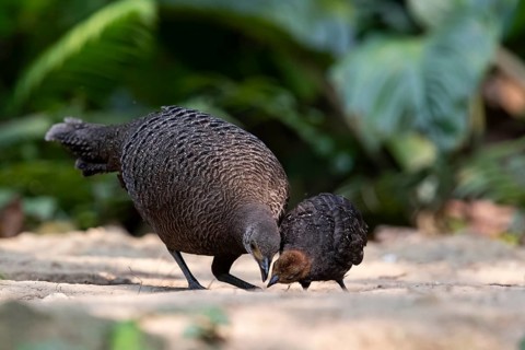 Grey Peacock-Pheasant (Polyplectron bicalcaratum) female foraging with chick, Yunnan, China