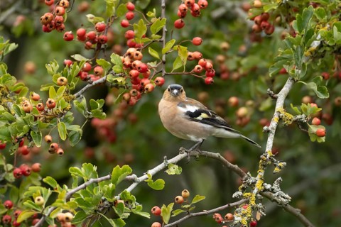 Eurasian chaffinch (Fringilla coelebs) adult male garden bird in a Hawthorn tree full of red