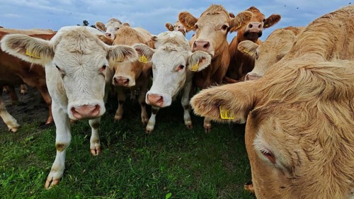 Several cows (bos taurus) standing close together on a green meadow, Franconian Forest nature park