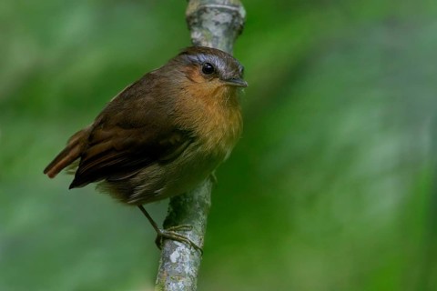 Rufous Gnateater (Conopophaga lineata) perched on a branch in the Atlantic Rainforest of Brazil