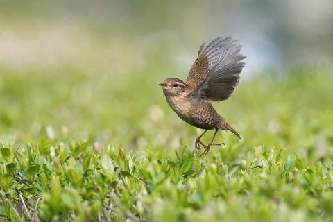 A wren (Troglodytes troglodytes) takes off and flies over green vegetation, Hesse, Germany