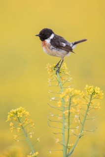 European Stonechat (Saxicola rubicola) male perched in a rape field, Poland