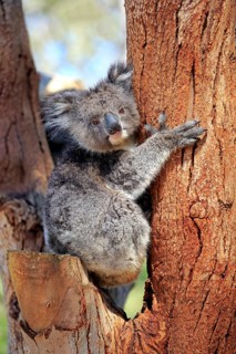 Koala (Phascolarctos cinereus), subadult, half-grown juvenile, on tree, Kangaroo Island, South