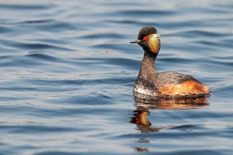 Black-necked Grebe (Podiceps nigricollis) in its plumage, Goldenstedter Moor, Goldenstedt, Lower