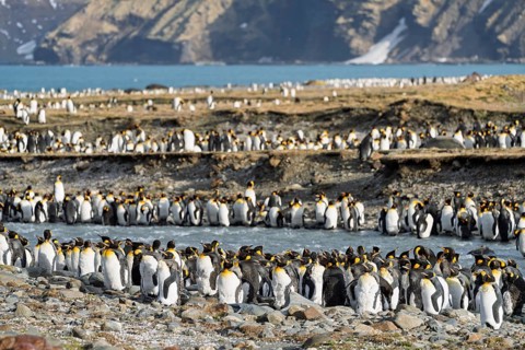 King penguins (Aptenodytes patagonicus), large colony on coast with stream, mountains in