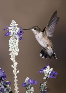 Ruby-throated Hummingbird (Archilochus colubris), Texas, USA
