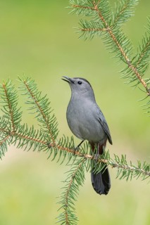 Grey Catbird (Dumetella carolinensis) perched on a branch, Texas, USA