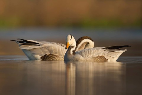 Bar-headed Goose (Anser indicus) pair, Utrecht, Netherlands