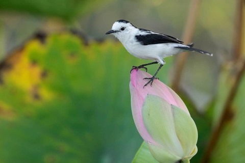 Pied Water-Tyrant (Fluvicola pica) perched on a branch in the rainforest of Guyana