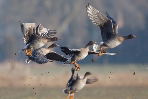 Taiga Bean Goose (Anser fabalis) group flying, North Rhine-Westphalia, Germany
