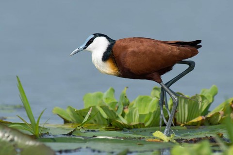 African Jacana (Actophilornis africanus) foraging, Mabamba Wetlands, Uganda