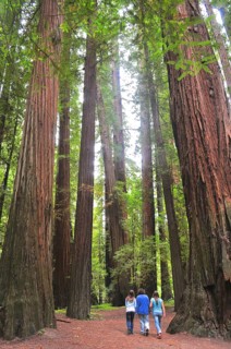 People walking under giant redwood trees, coast redwood (Sequoia sempervirens), in a lush forest,