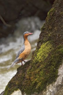 Torrent Duck (Merganetta armata) female, Ecuador