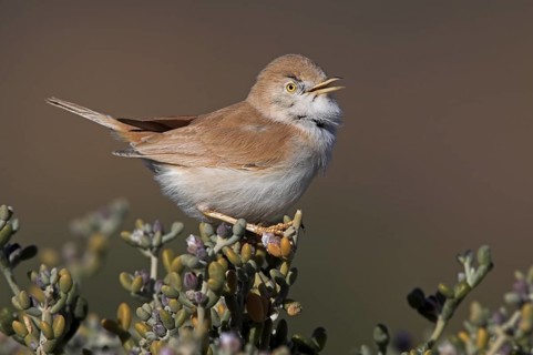 African Desert Warbler (Sylvia deserti) singing, Morocco