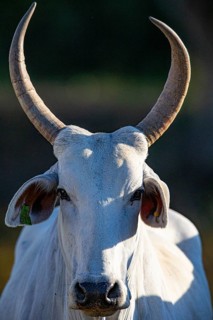 Nelore Cattle Pantanal Brazil