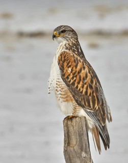 Ferruginous Hawk (Buteo regalis), Sierra County California