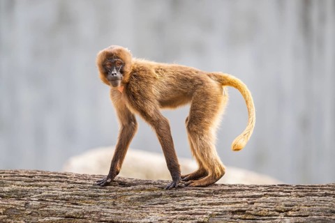 Gelada (Theropithecus gelada) standing on an old tree trunk, captive, Germany