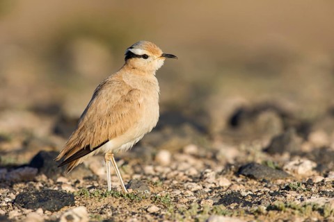 Cream-colored Courser (Cursorius cursor) perched on the ground, Fuerteventura, Spain