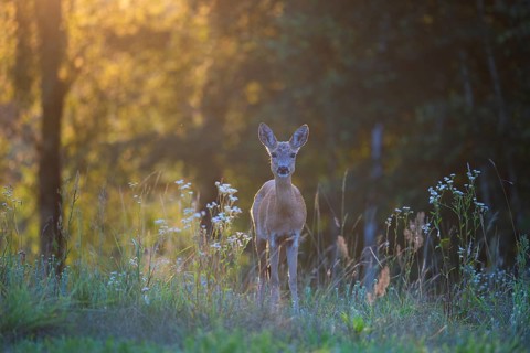 Roe deer (Capreolus capreolus) in a forest clearing in the evening, Tyrol, Austria
