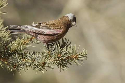 Grey-crowned Rosy Finch (Leucosticte tephrocotis), California, USA