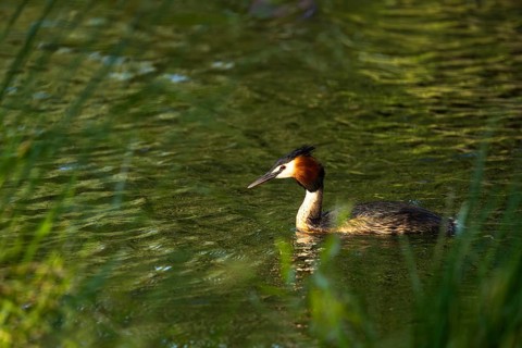 A great crested grebe (Podiceps cristatus) in Lake Alexandrina. Canterbury, South Island, New