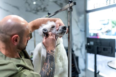 Professional groomer carefully shaving and styling a white poodle's fur around its face and muzzle