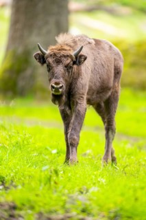 European bison (Bison bonasus) walking on a meadow in summer, Bavarian Forest, Germany