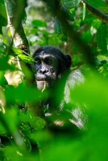 Chimpanzee (Pan Troglodytes), adult male in a tree between leaves, Murchison Falls National Park,