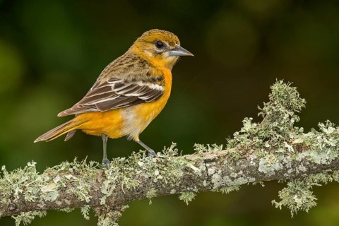 Baltimore Oriole (Icterus galbula) female perched on a branch, Texas, USA