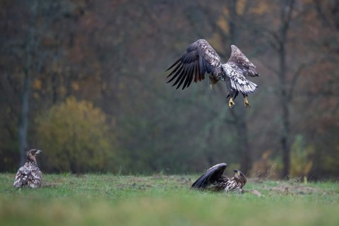 White-tailed eagle (Haliaeetus albicilla), juvenile, young white-tailed eagle in forest clearing