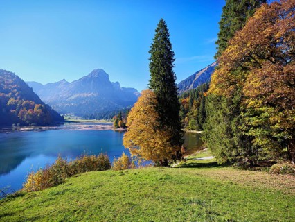 Autumn-coloured sycamore maple (Acer pseudo plantanus), at Obersee, Näfels, Canton Glarus,