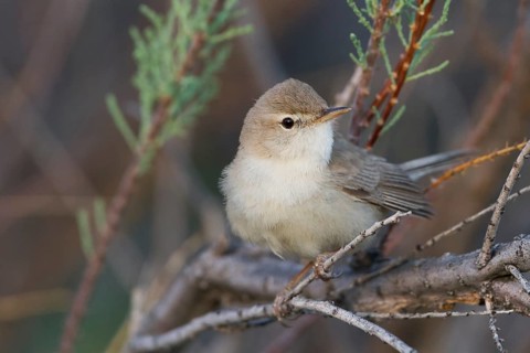Syke's Warbler - Steppenspötter - Iduna rama, Kazakhstan