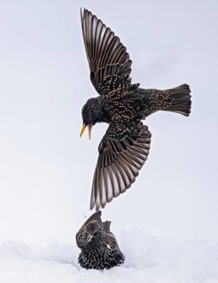 Starling (Sturnus vulgaris), close-up, two adult birds attacking each other in flight in an